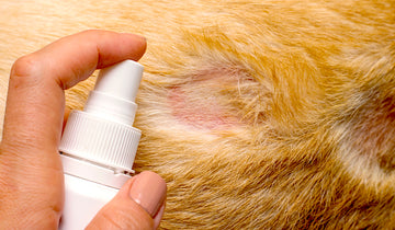 The Best Pet Wound Treatment for Faster Healing & Infection Prevention